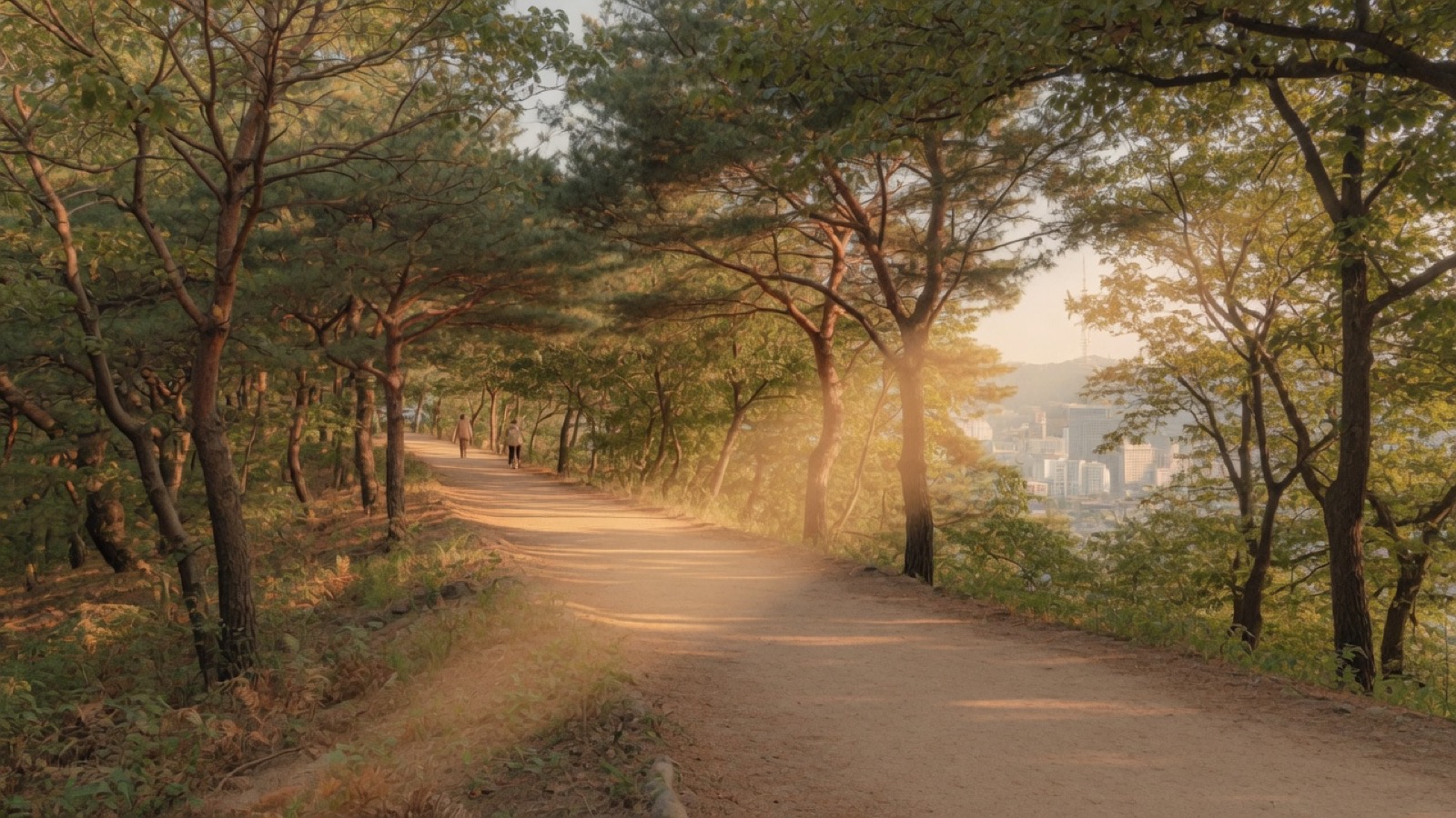 Soft Cork Namsan park trail trees Seoul